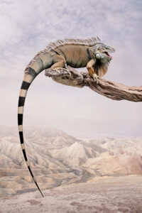 wildlife photography