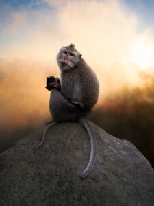 wildlife art photography