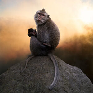 wildlife art photography