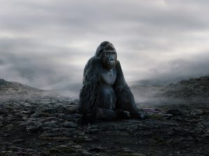 wildlife art photography gorilla