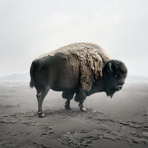 buffalo art