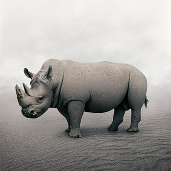 rhino art