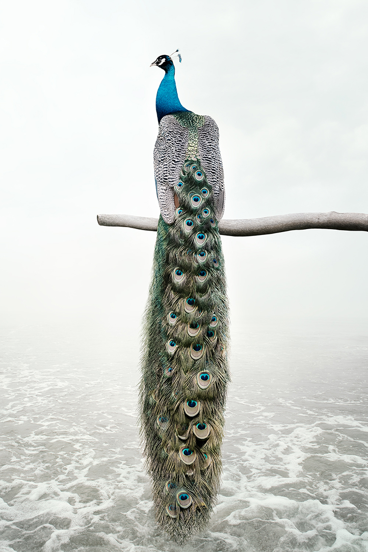 alice zilberberg peacock