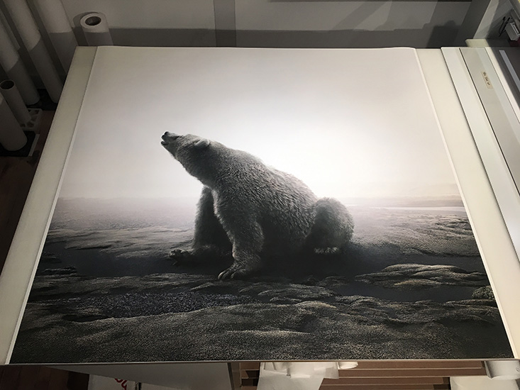bear print