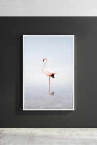 flamingo art photography