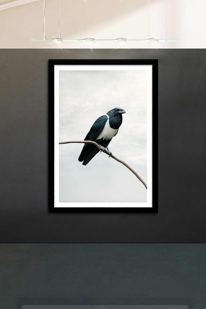 bird photography art