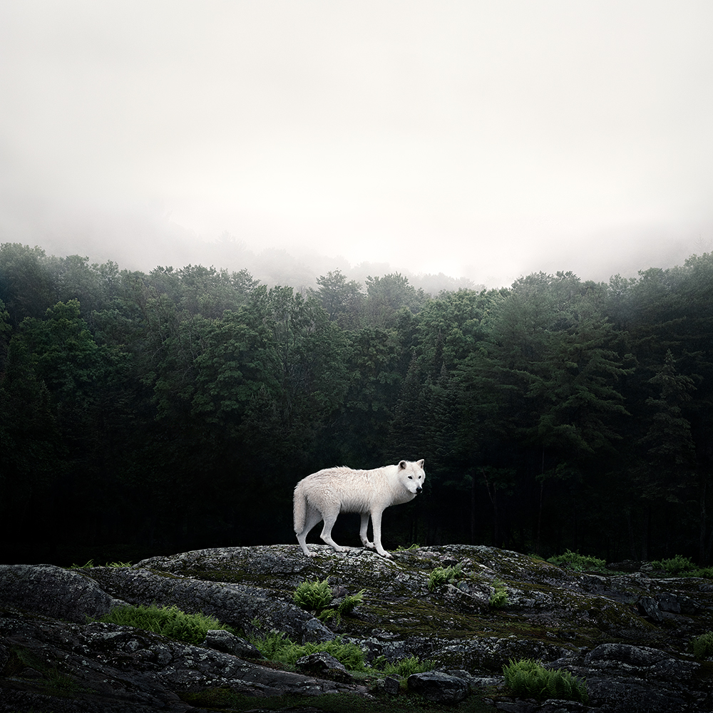 wildlife art white wolf