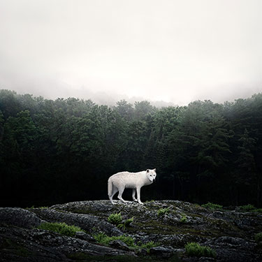 white wolf photography