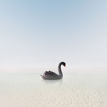 black swan art