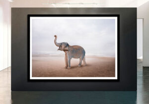 elephant art photography