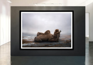 camel art photography