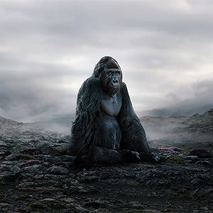 wildlife art photography gorilla